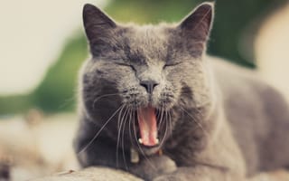 Картинка кот, зевающий