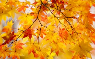 Картинка природа, деревья, листья, осень