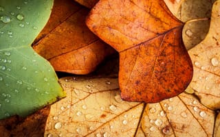 Картинка природа, листья, осень