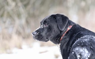 Картинка природа, животные, собака, зима, снег