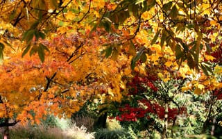 Картинка осень, сад, деревья, листья