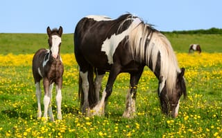 Картинка лошадь, жеребенок, поле, пастбище