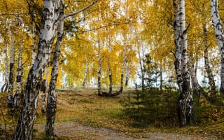 Картинка природа, деревья, березы, осень