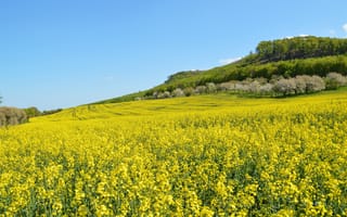 Картинка цветы, поляна, небо, простор