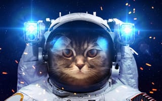 Картинка кот-космолет, космонавт, юмор, кот