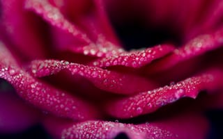 Картинка Капли на лепестках розовой розы