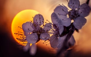 Картинка цветы, закат, солнце