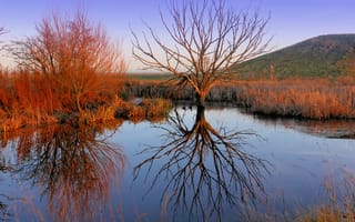 Картинка болото, дерево, отражение, степь
