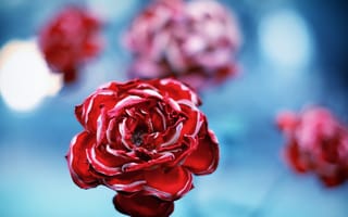 Картинка роза, циан