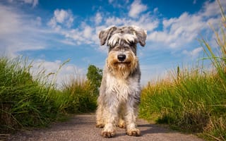 Картинка пес, собака, кучерявый, трава, тропинка