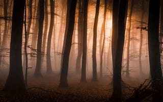 Картинка лес, мрак, деревья, туман