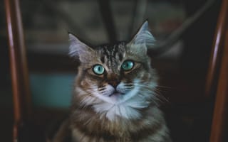 Картинка кот, испуг, глаза