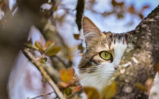 Картинка кот, дерево, прячется