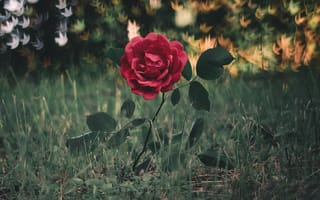 Картинка цветок, красный, поляна, кустовая роза