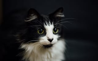 Картинка кот, черно-белый кот, черный