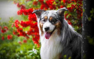 Картинка собака, язык, цветы