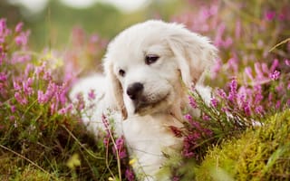 Картинка собака, цветы, поляна