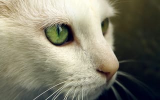 Картинка Зеленые глаза на белой морде кота