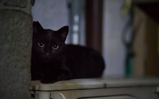 Картинка черный кот, глаза, черные
