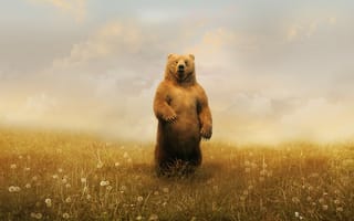Картинка Коричневый медведь посреди поля