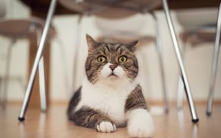 Картинка котенок, взгляд, пол, стулья