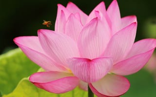 Картинка цветок, лепестки, пчела