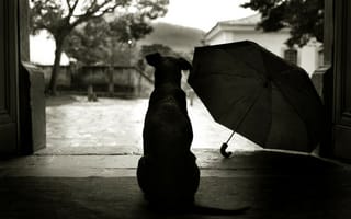 Обои Собака смотрит на дождь на улице