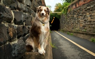 Обои Собака у входа в тоннель