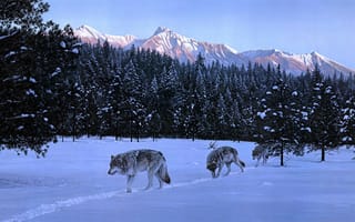 Картинка Три волка вышли на охоту