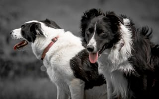 Картинка собаки, черно-белые, язык