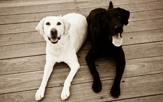 Картинка Черная и белая собака на полу