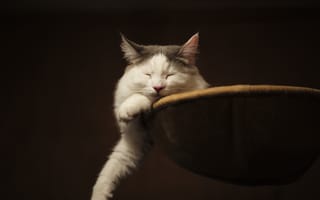 Картинка кошка, кошка сонная, мордочка