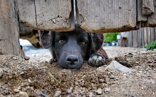 Картинка Черный пес за забором