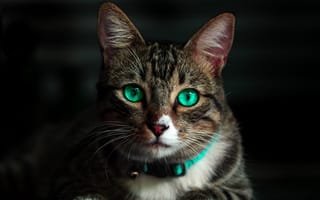 Картинка кошка, глаза, взгляд, мордочка