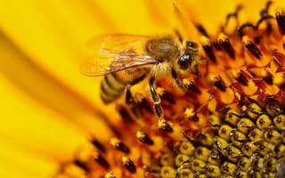 Картинка пчела, цветок, макро, подсолнух, желтый