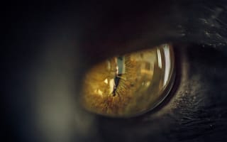 Картинка глаз, кошка, зрачок