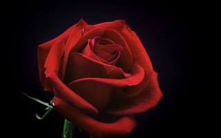 Картинка роза, бордовая, темный