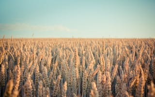 Картинка Поле зрелой пшеницы в лучах солнца