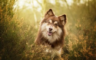 Картинка собака, веселый, в траве, уши, трава
