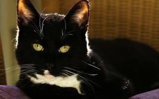 Картинка кот, черный, глаза