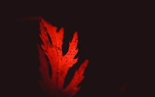 Картинка лист, красный, темный, осень