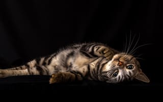 Картинка кот, лежит, наслаждение