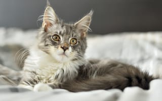 Картинка котенок, пушистый, лежит, взгляд, на кровати