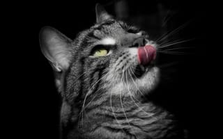 Картинка кот, морда, серый, язык