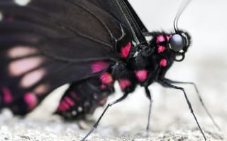 Картинка мотылек, бабочка, черная, макро