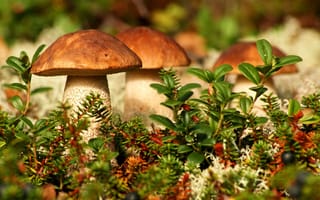 Картинка гриб, подберезовик, мох, крупный план
