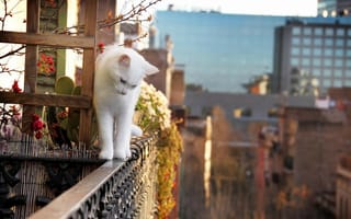 Картинка Белый кот на краю балкона