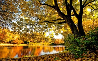 Картинка река, осень, лес, Осенний лес, деревья