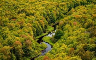 Картинка лес, речка, осенний лес, с высоты