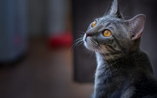 Картинка кот, дымчатый, взгляд, серый, мордочка